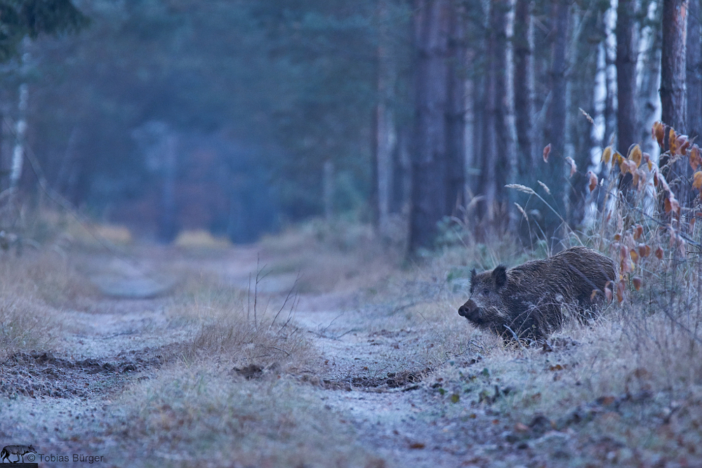 Schwein gehabt