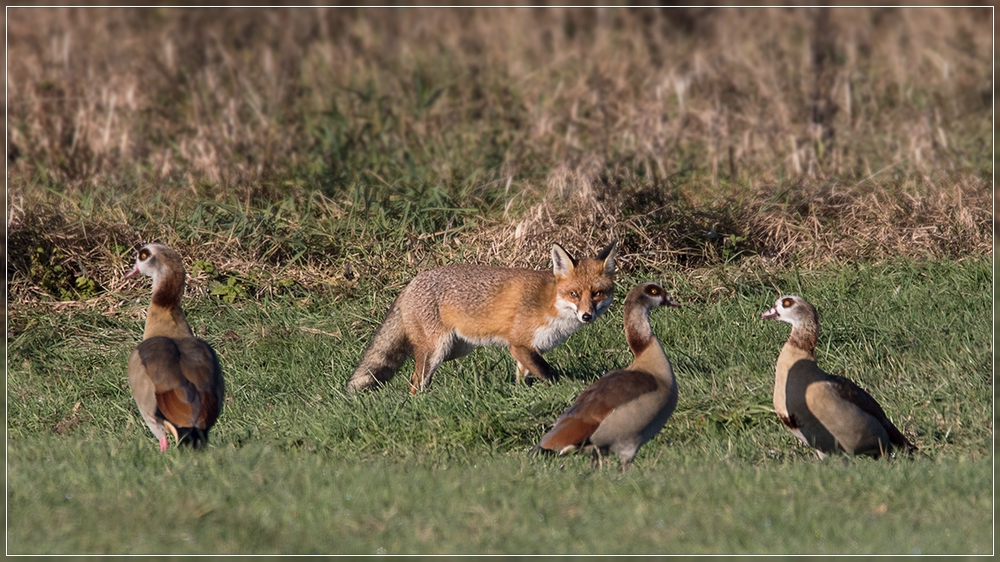 Fuchs mit Nilgänse