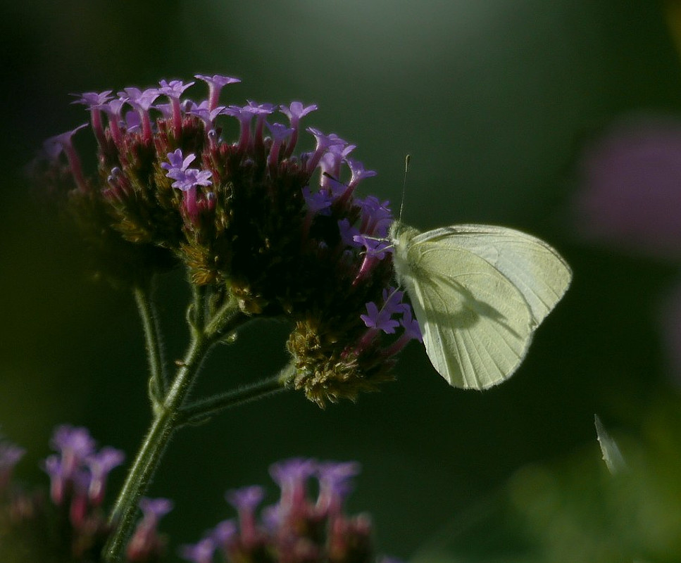 Der Duft des Sommers