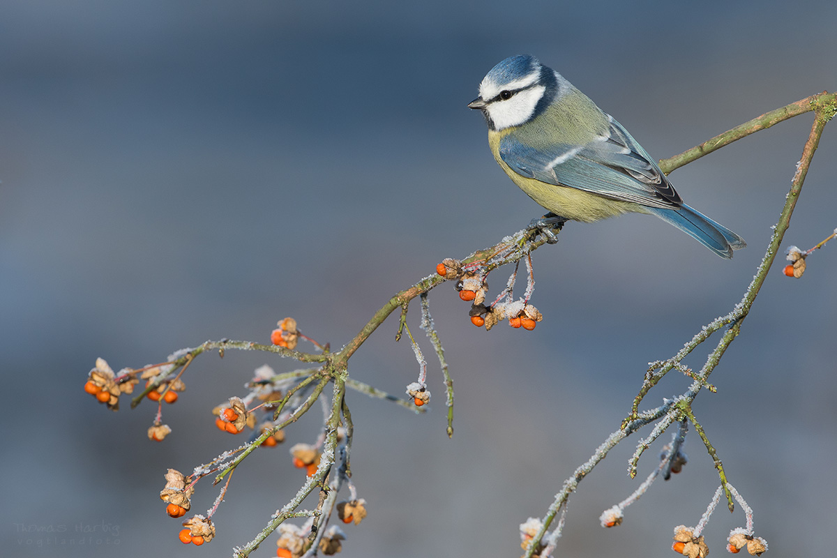 Allerweltsvogel 3