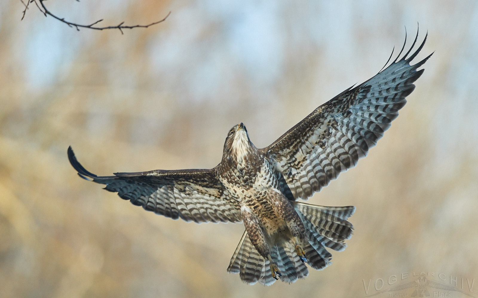 Mäusebussard