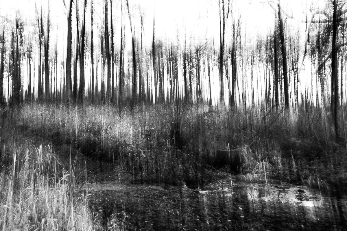 Wald in S/W