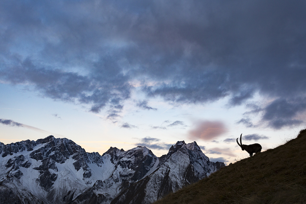 Herbststeinbock