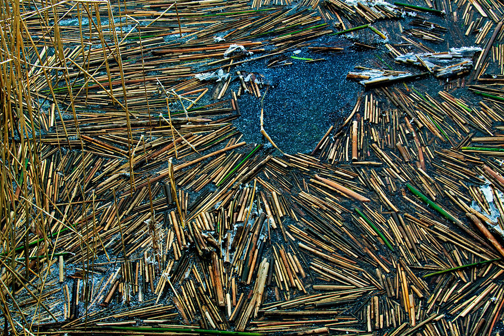 Mikado (Forum für Naturfotografen)
