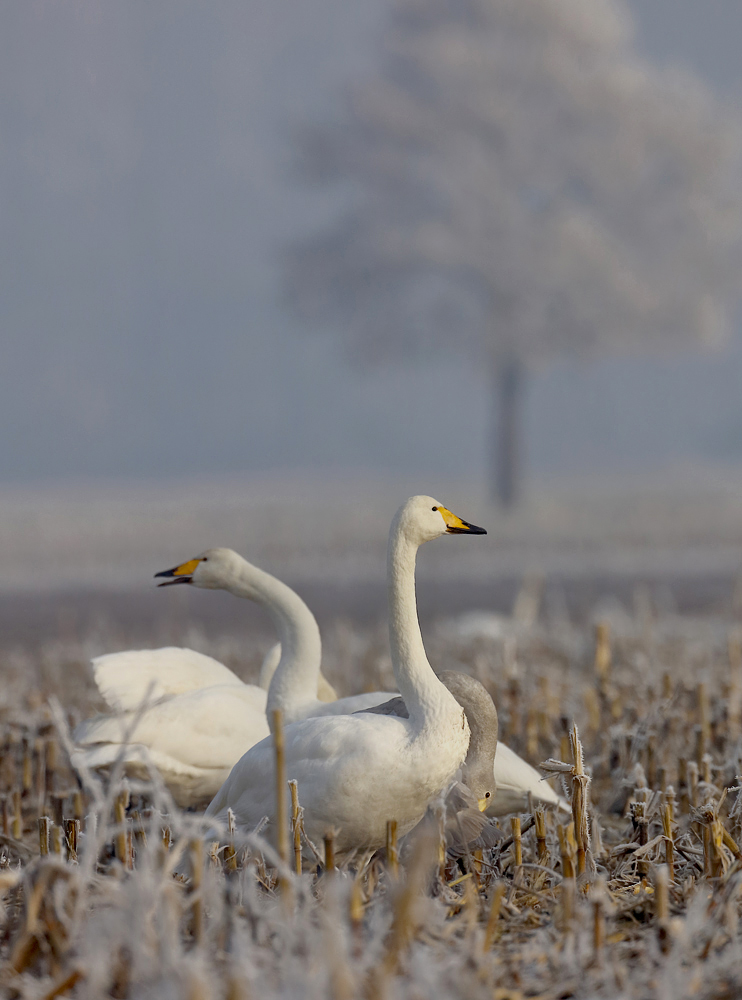 Raureifmorgen...
