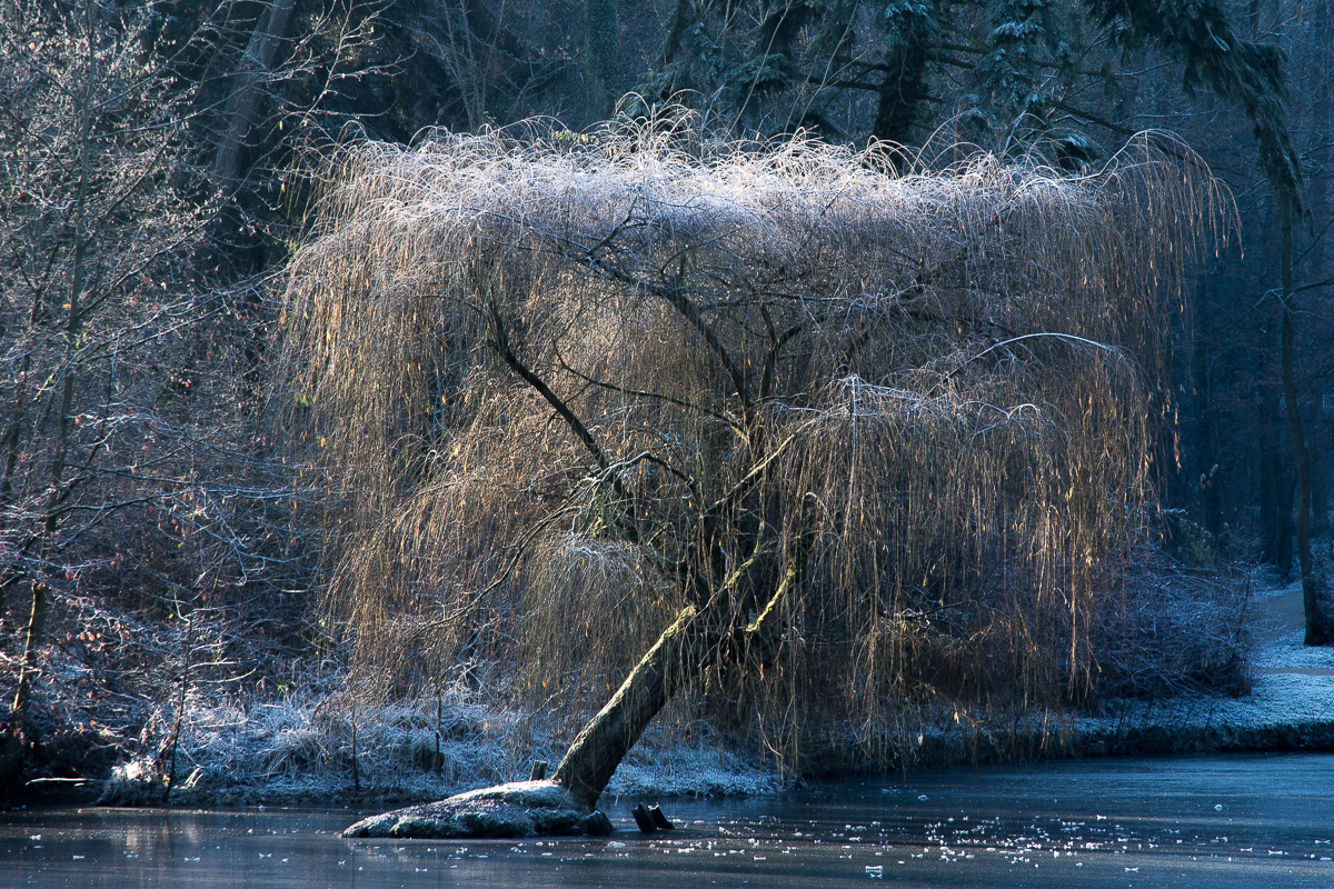 Trauerweide im Eismantel