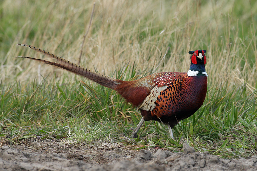 Fasan (Phasianus colchicus) ND