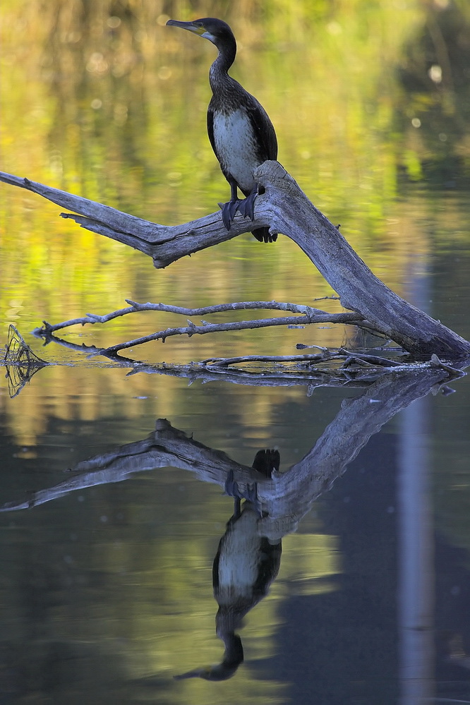 Kormoran