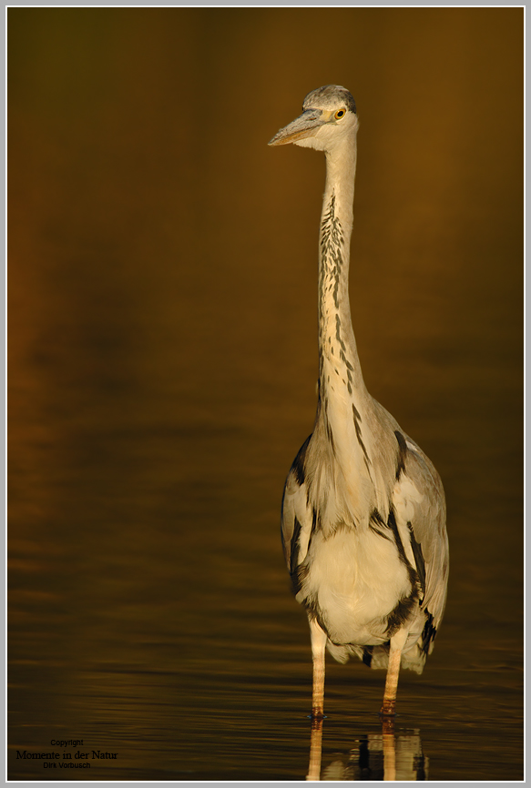 Graureiher (Ardea cinerea)