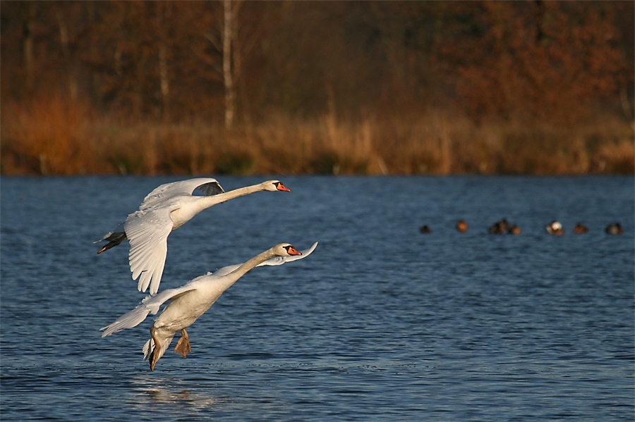 Landeanflug