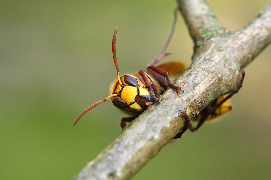 Am Fliederstrauch