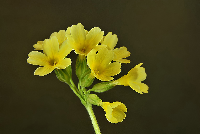 Schlüsselblume