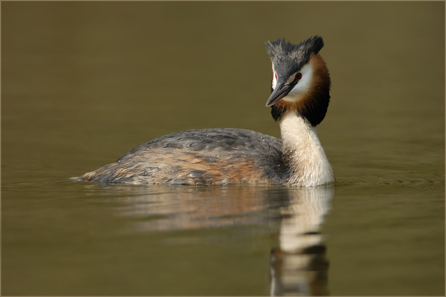 Podiceps Christatus