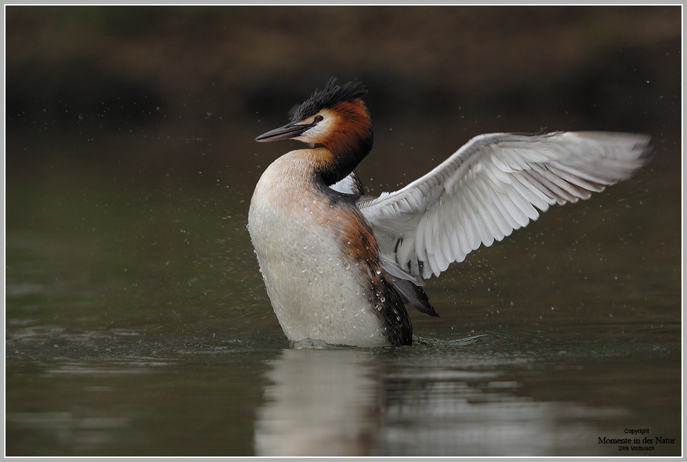 Haubentaucher (Podiceps cristatus)