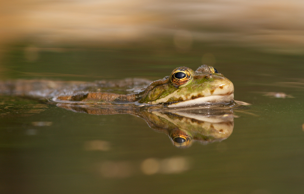 Teichfrosch