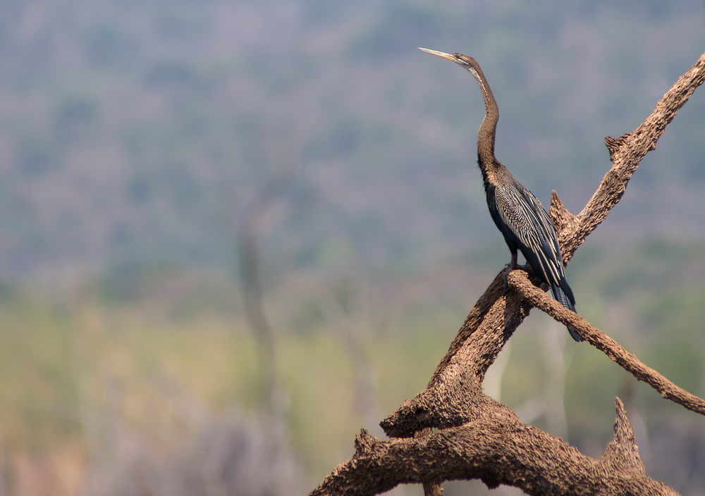 Oriental Darter