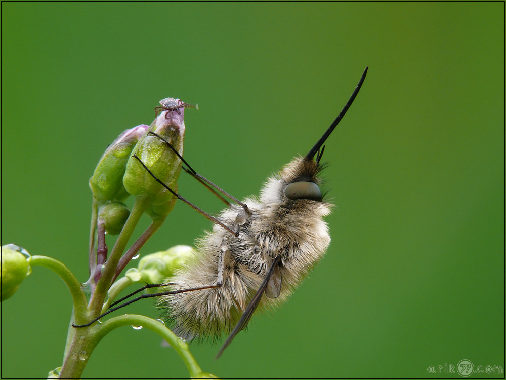 großer Wollschweber - Bombylius major