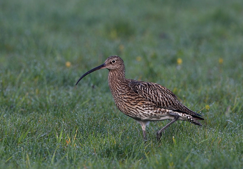 Großer Brachvogel im Tau