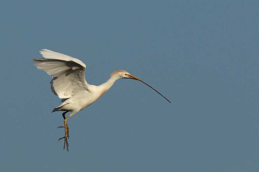 Langschnabel Reiher