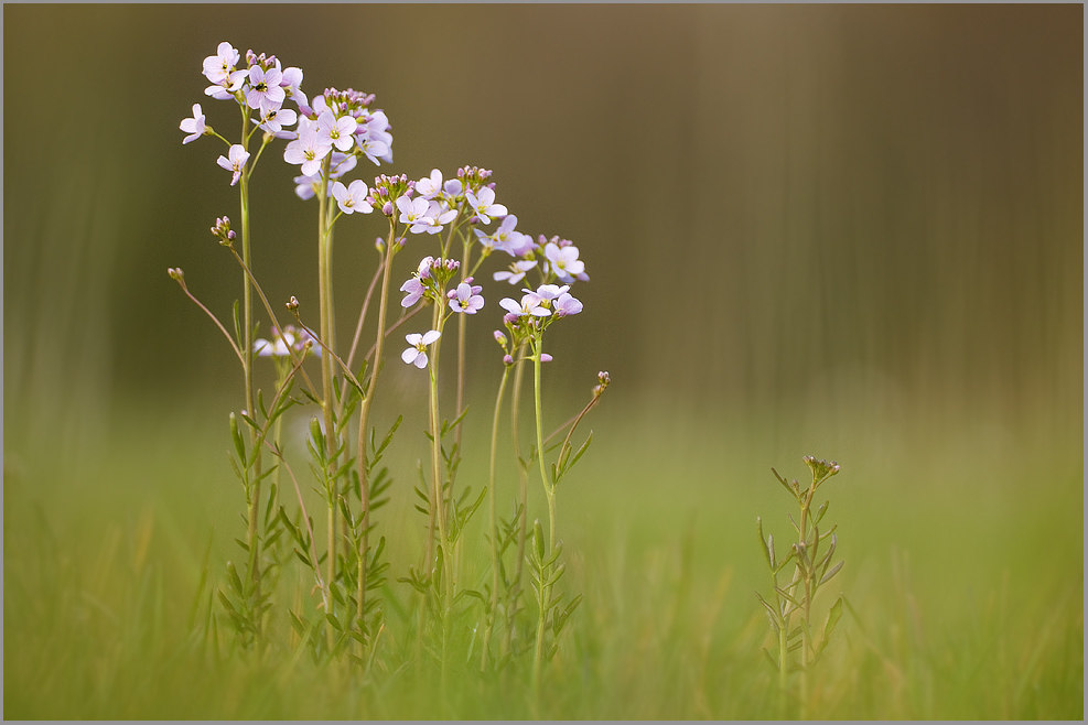 Wiesen-Schaumkraut (Cardamine pratensis)