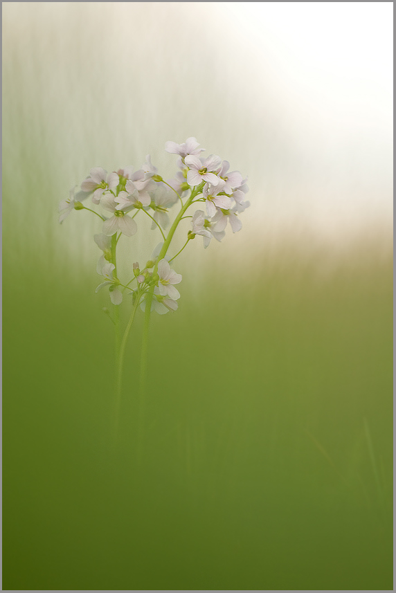 Wiesen-Schaumkraut (Cardamine pratensis)