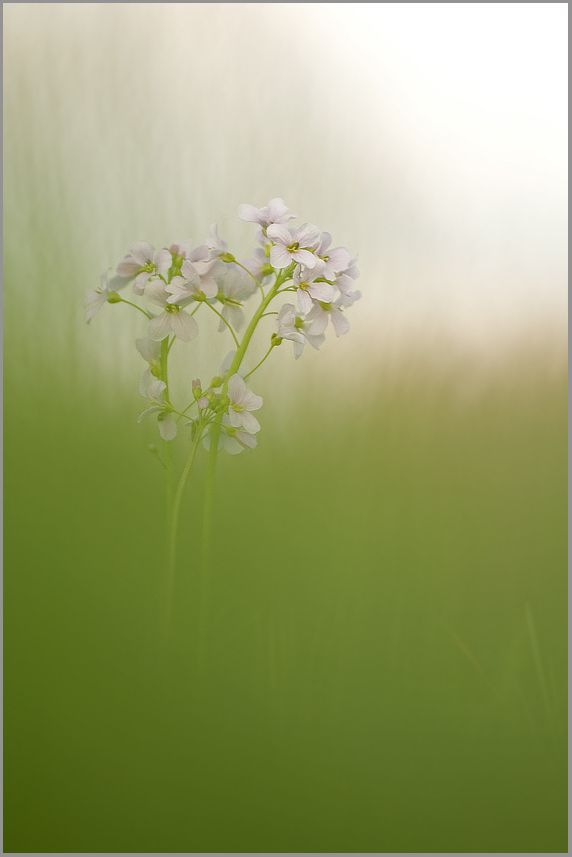 Wiesen-Schaumkraut (Cardamine pratensis)