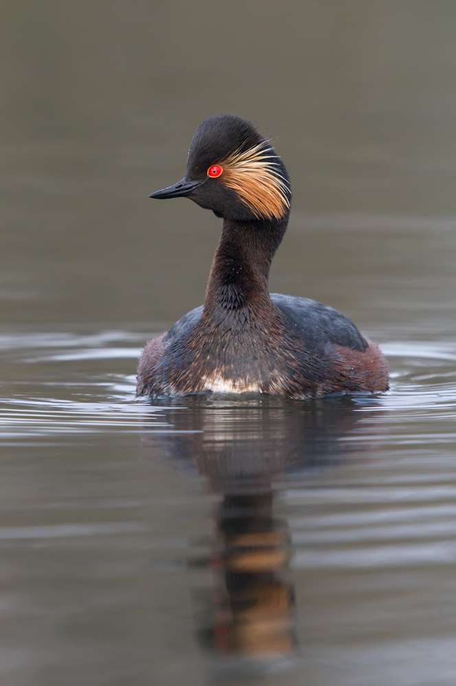 Schwarzhalstaucher (Podiceps nigricollis)