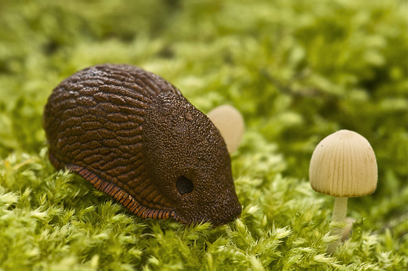 Nacktschnecke