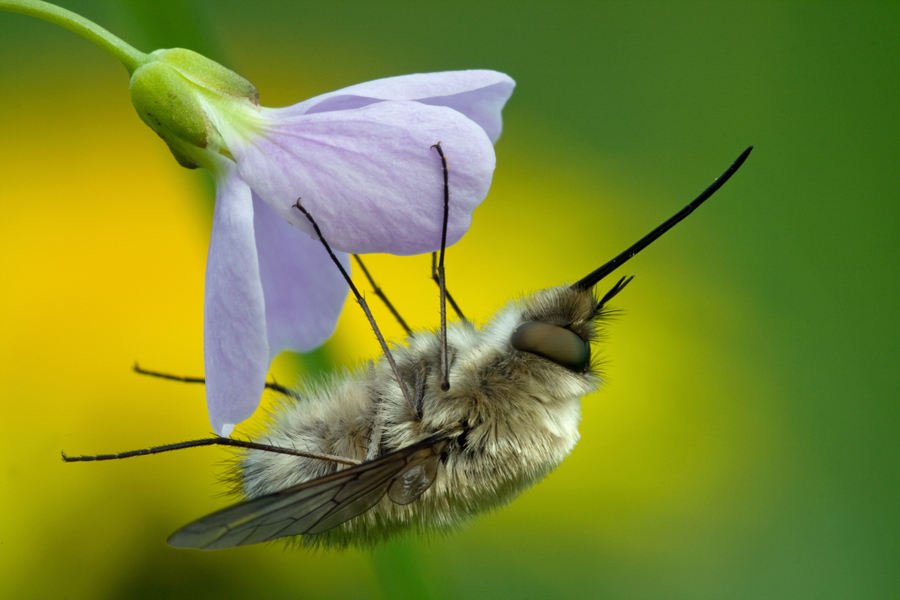 Bombylius major