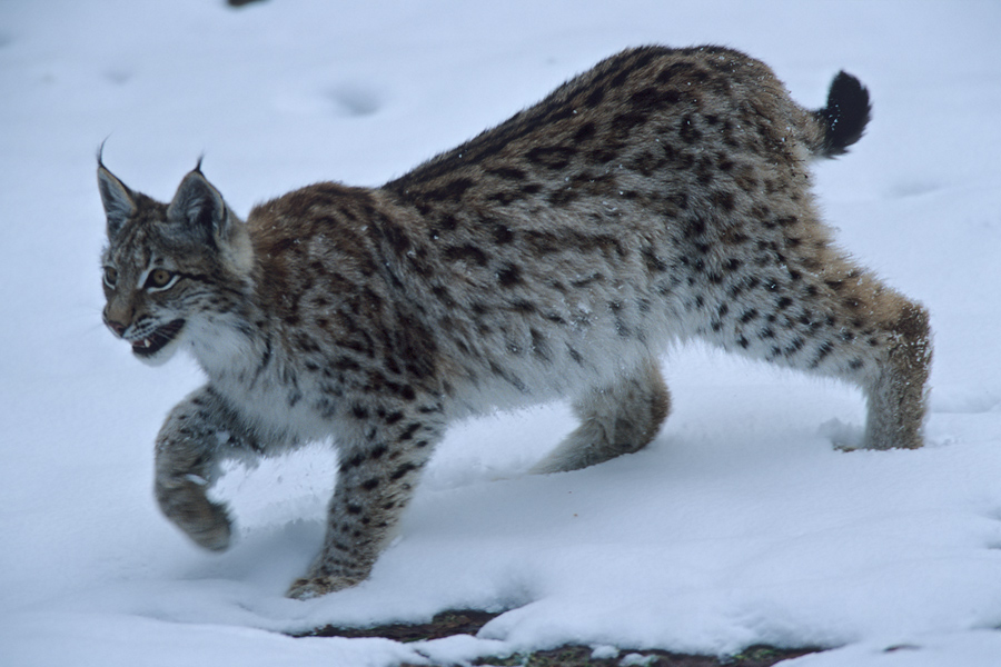 junger Luchs (Lynx lynx) auf der Jagd