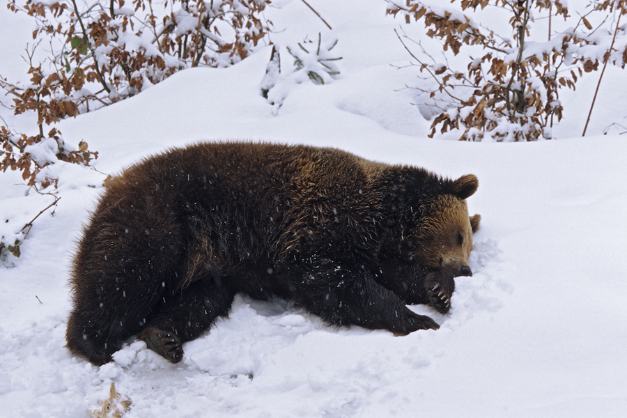 schlafender Braunbär (Ursus arctos)