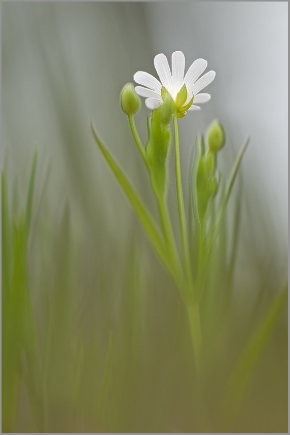 Große Sternmiere (Stellaria holostea)