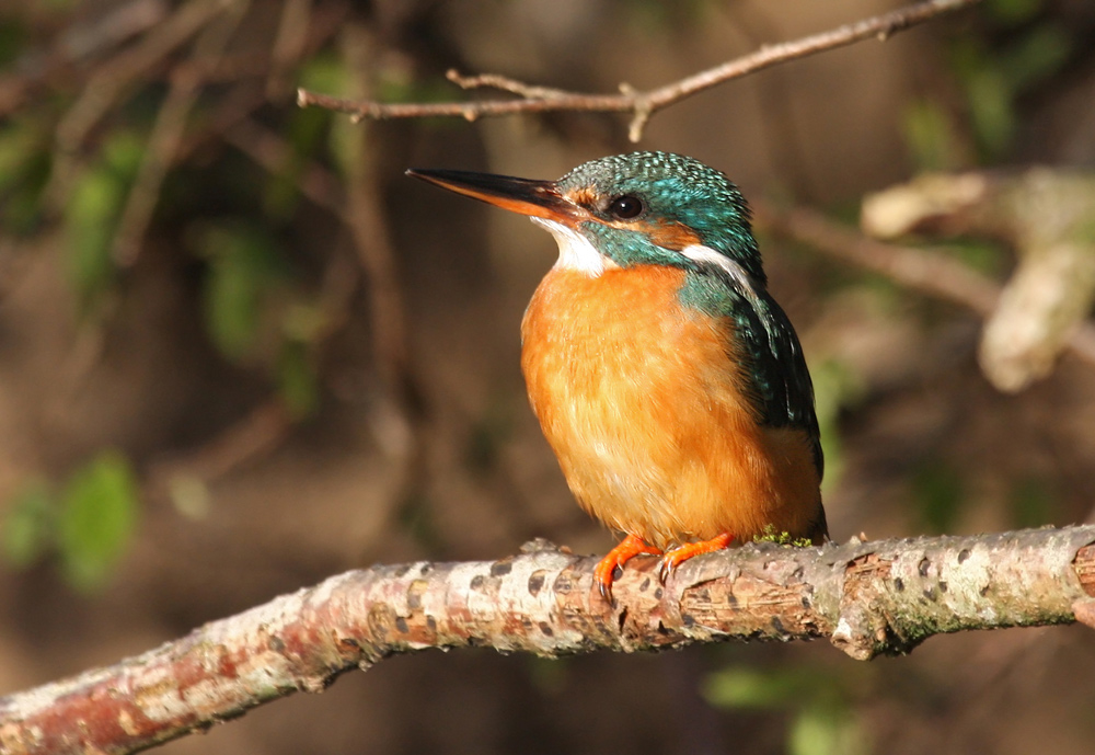 Eisvogel  Weibchen