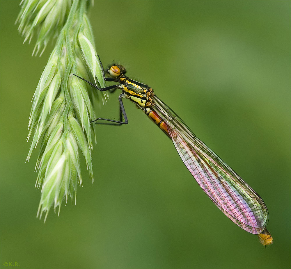 Frühe Adonislibelle
