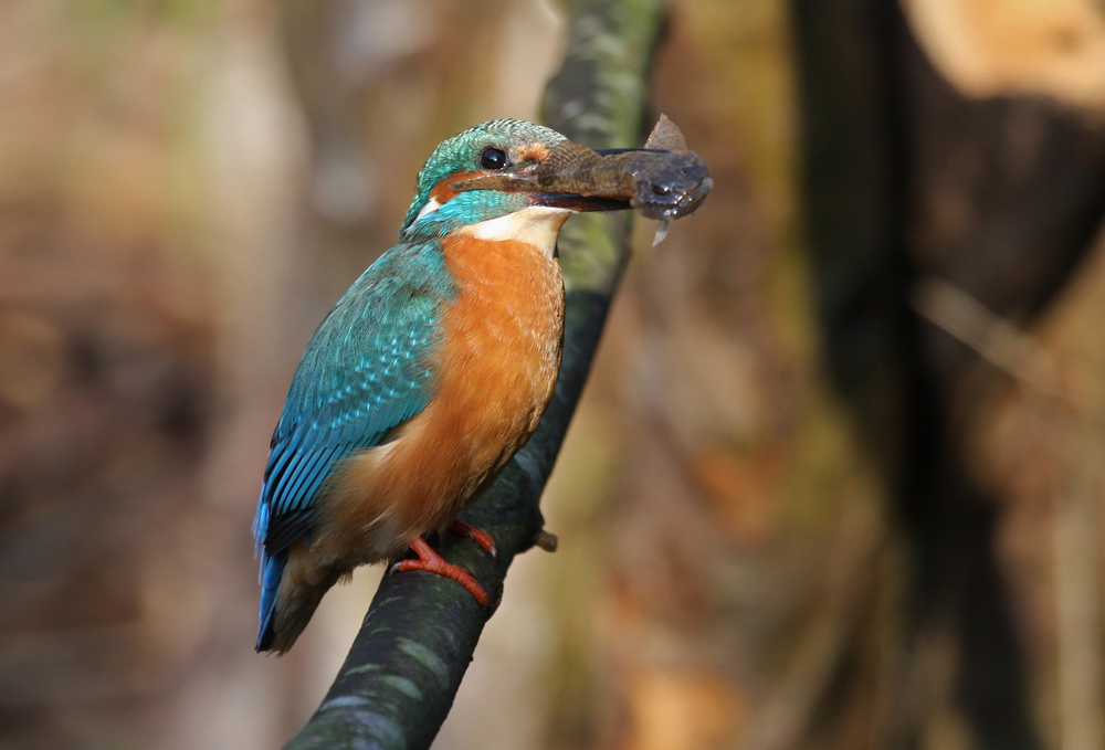 Eisvogel mit Fisch