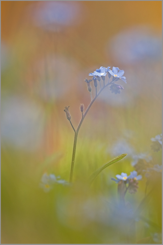 Acker-Vergissmeinnicht (Myosotis arvensis)