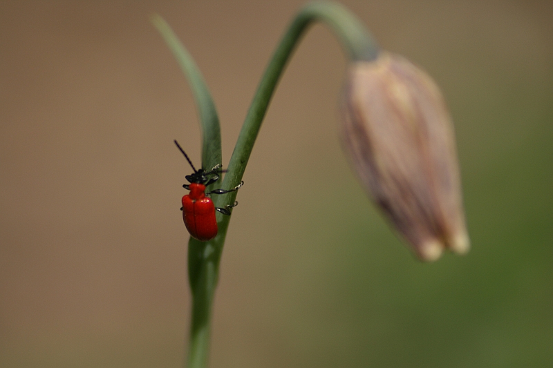 kleiner Roter