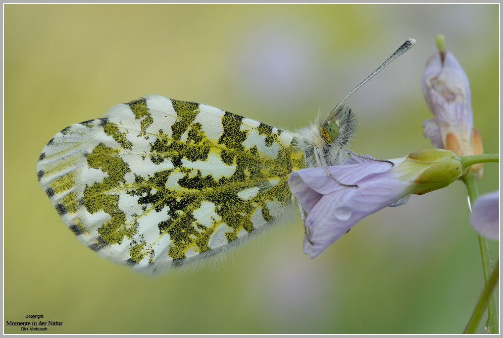 Aurorafalter (Anthocaris cardamines), weibchen