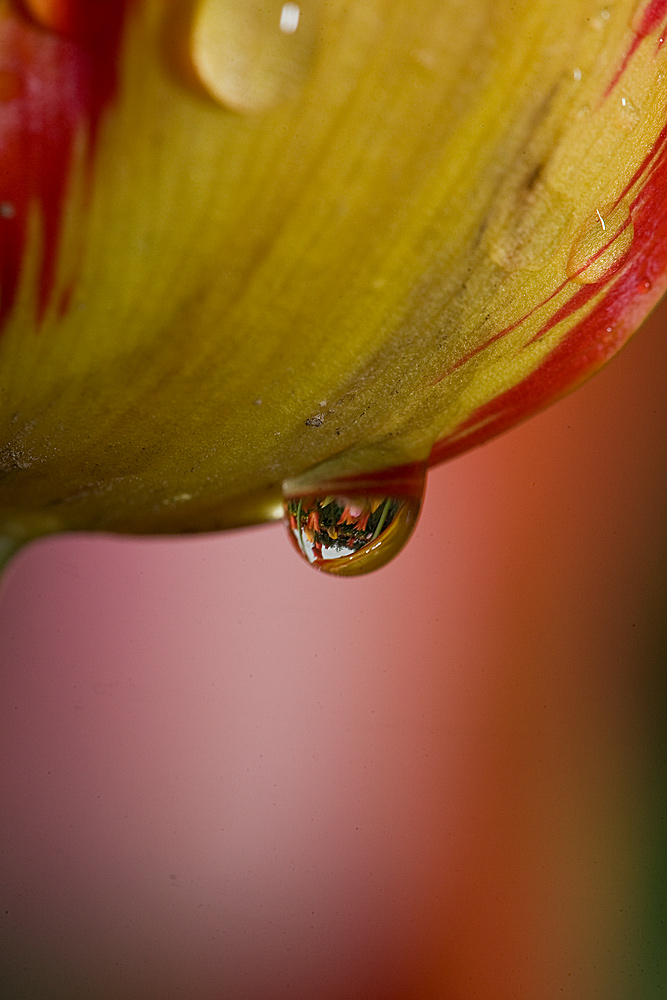 Tulpe im Regen