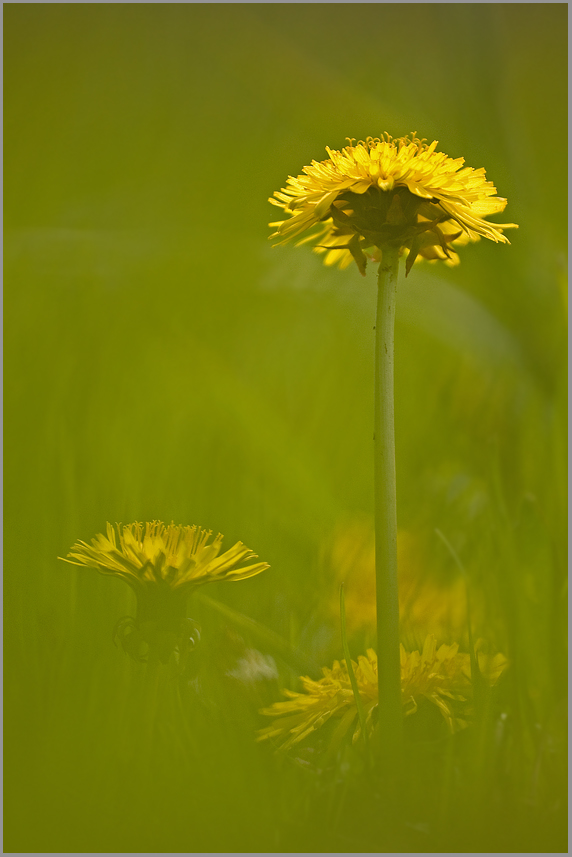 Gewöhnliche Löwenzahn (Taraxacum sect. Ruderalia)