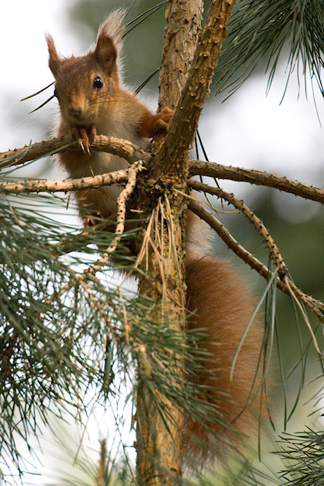 Eichhörnchen