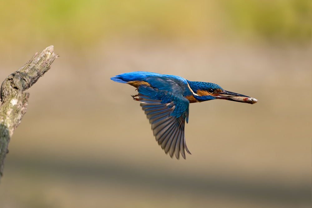 Fliegender Edelstein