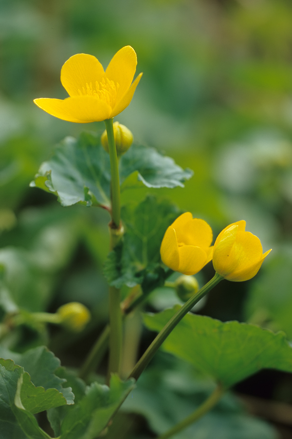 Sumpfdotterblume (Caltha palustris)