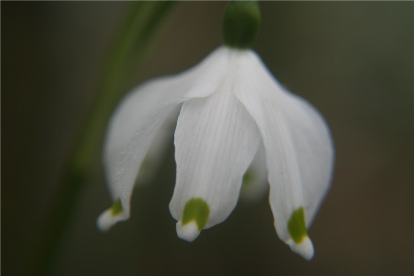 Märzenbecherblüte