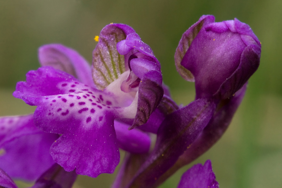 Orchis morio II