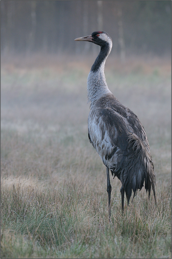 Kranich (Grus grus)Nr.2