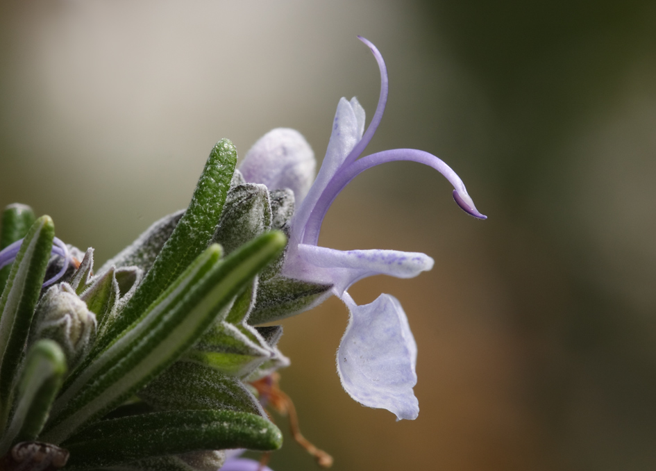 Rosmarinblüte