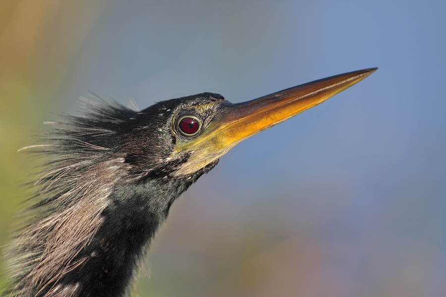 Anhinga