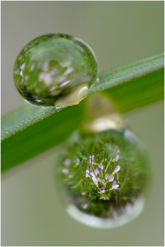 Wiesenschaumkraut