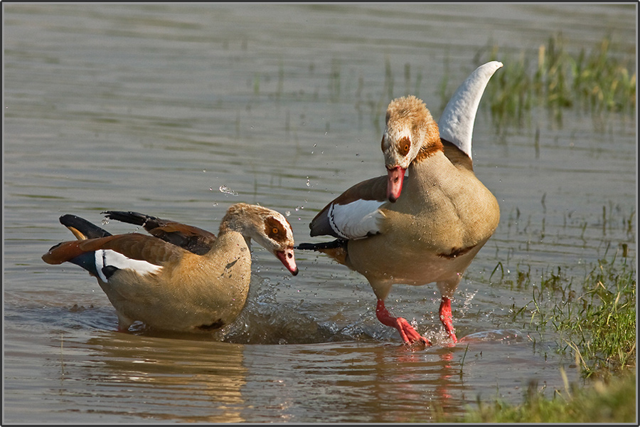 Absprung